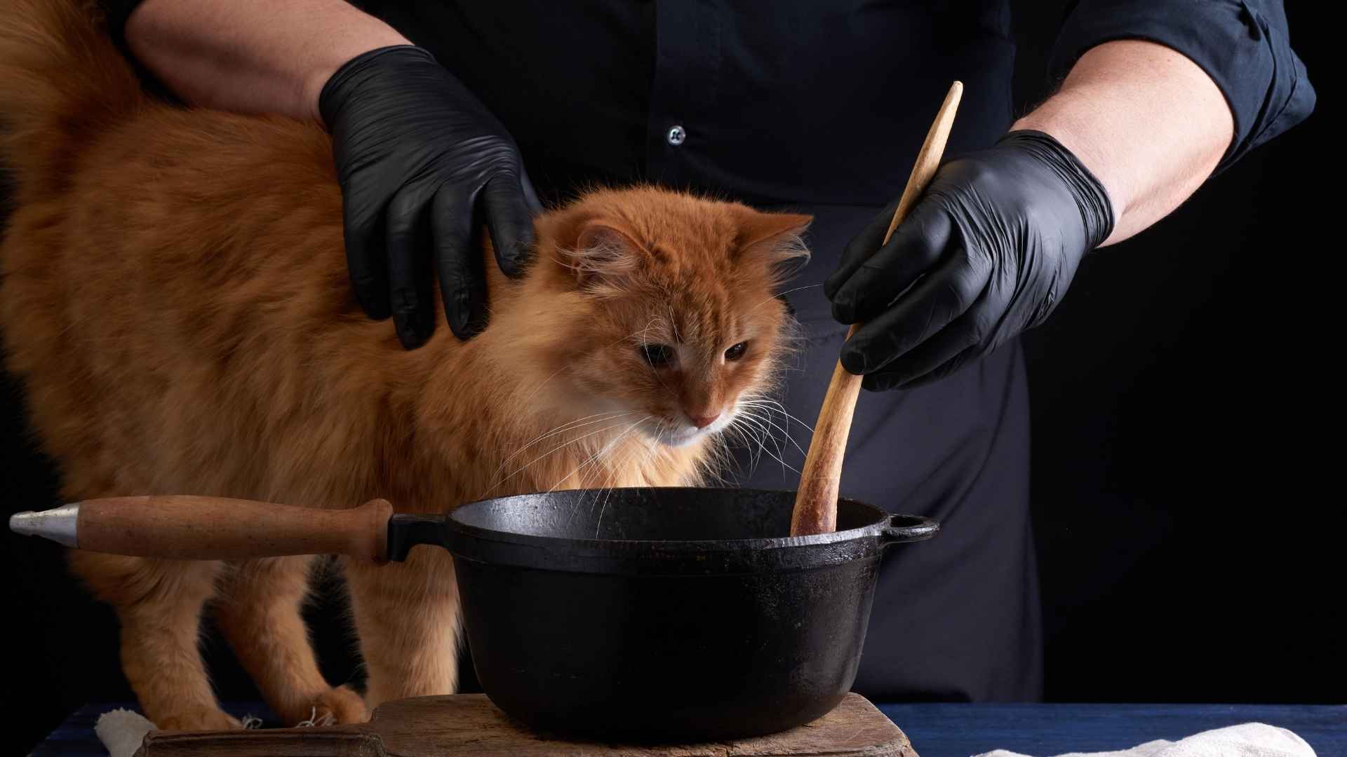 Cocinar dieta blanda para gatos